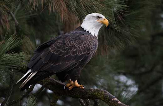 coastal Maine eagle