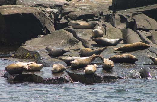 Maine harbor seals
